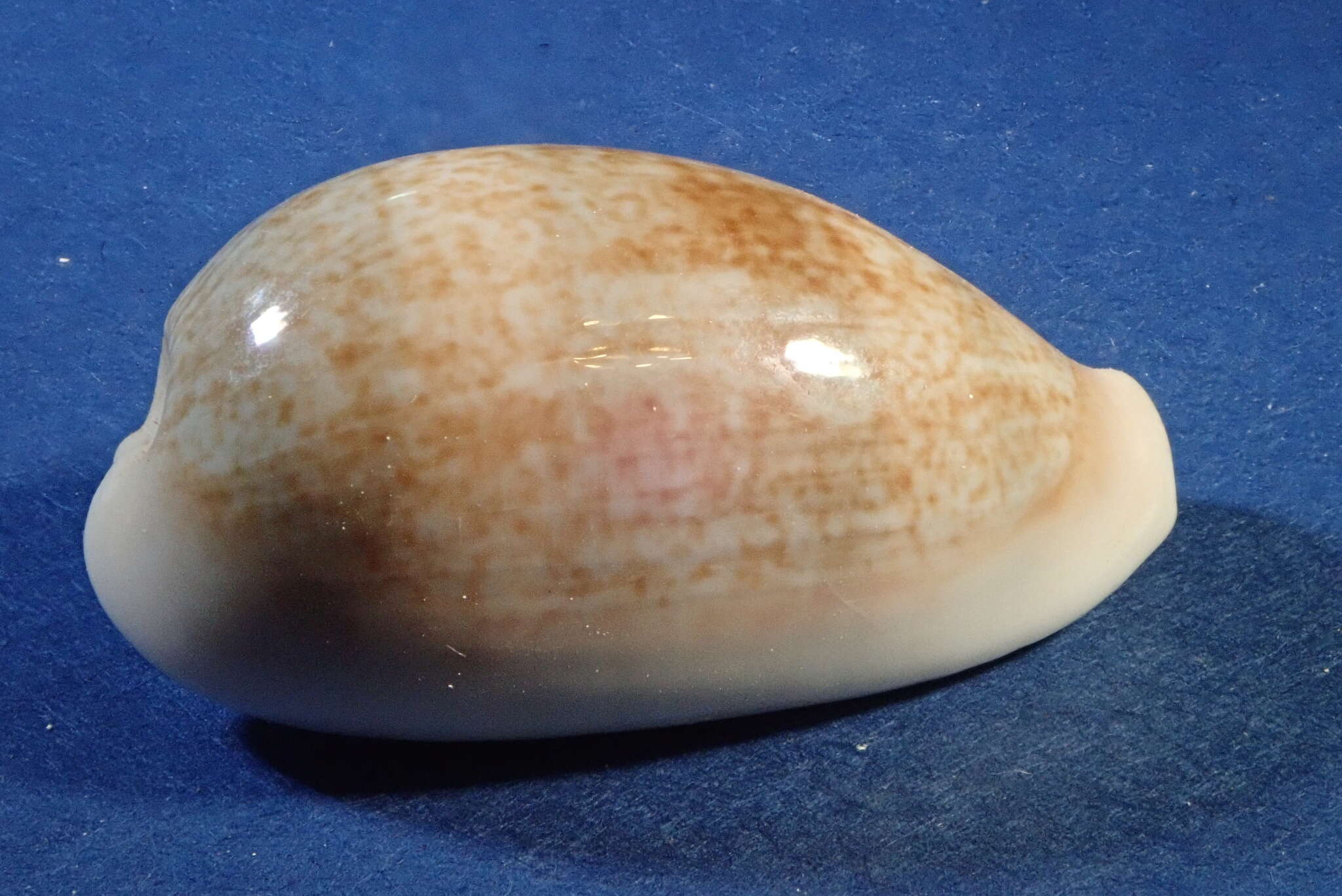 Image of mistaken cowrie