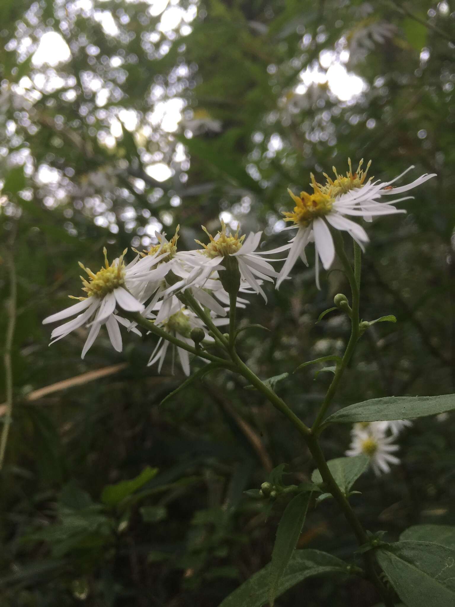 Image of Aster glehnii