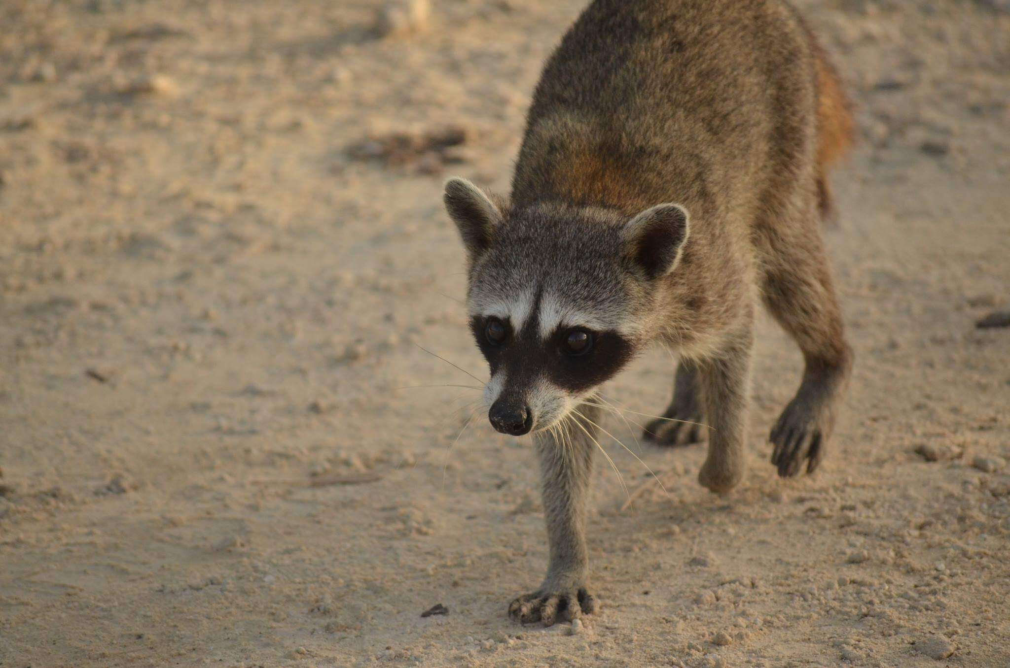 Image of Cozumel Island Raccoon