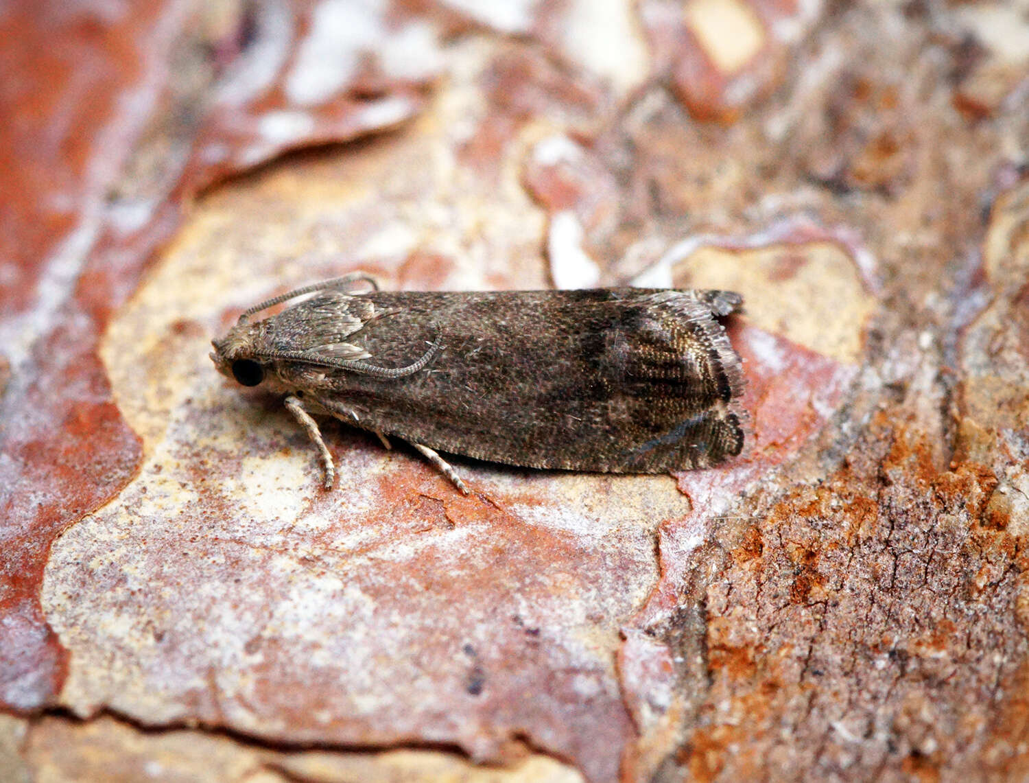 Image of codling moth