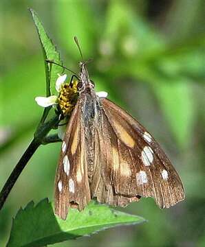 Image of <i>Libytheana <i>carinenta</i></i> carinenta