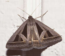 Image of Callistege triangula Barnes & McDunnough 1918