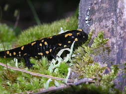 Image of Corsican Fire Salamander