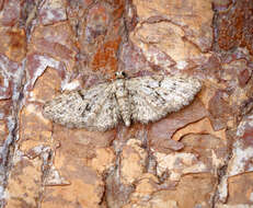 Image of oak-tree pug