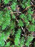 Image of contorted pogonatum moss