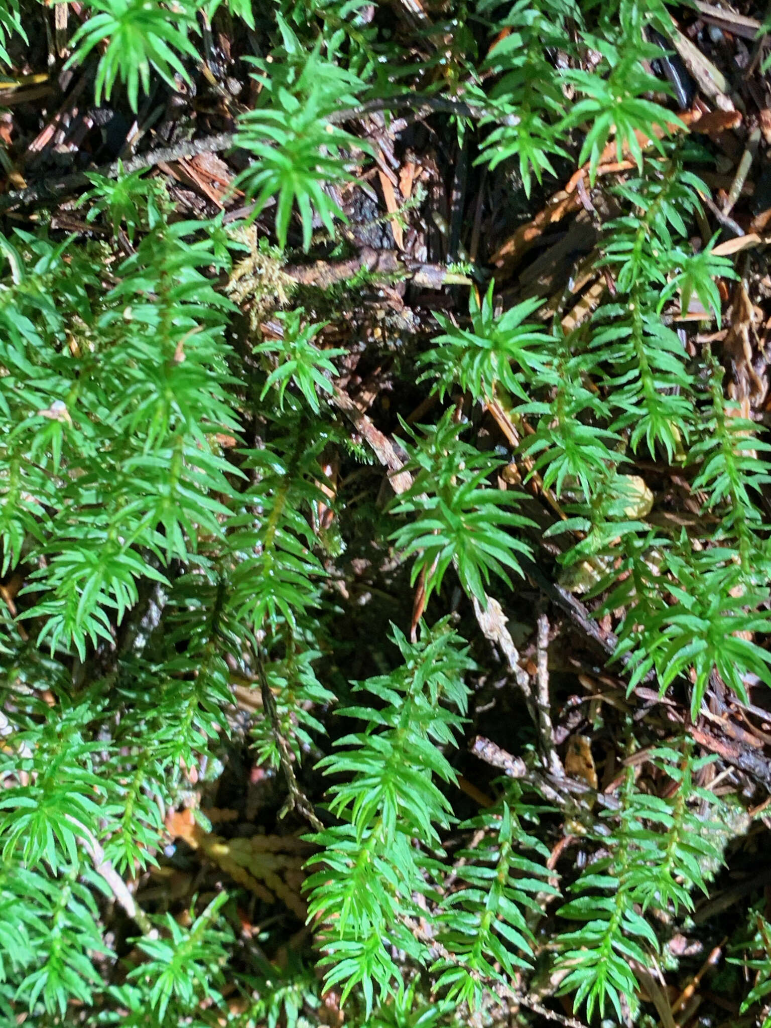 Image of contorted pogonatum moss