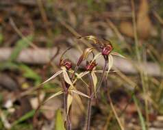 Image of Tawny spider orchid