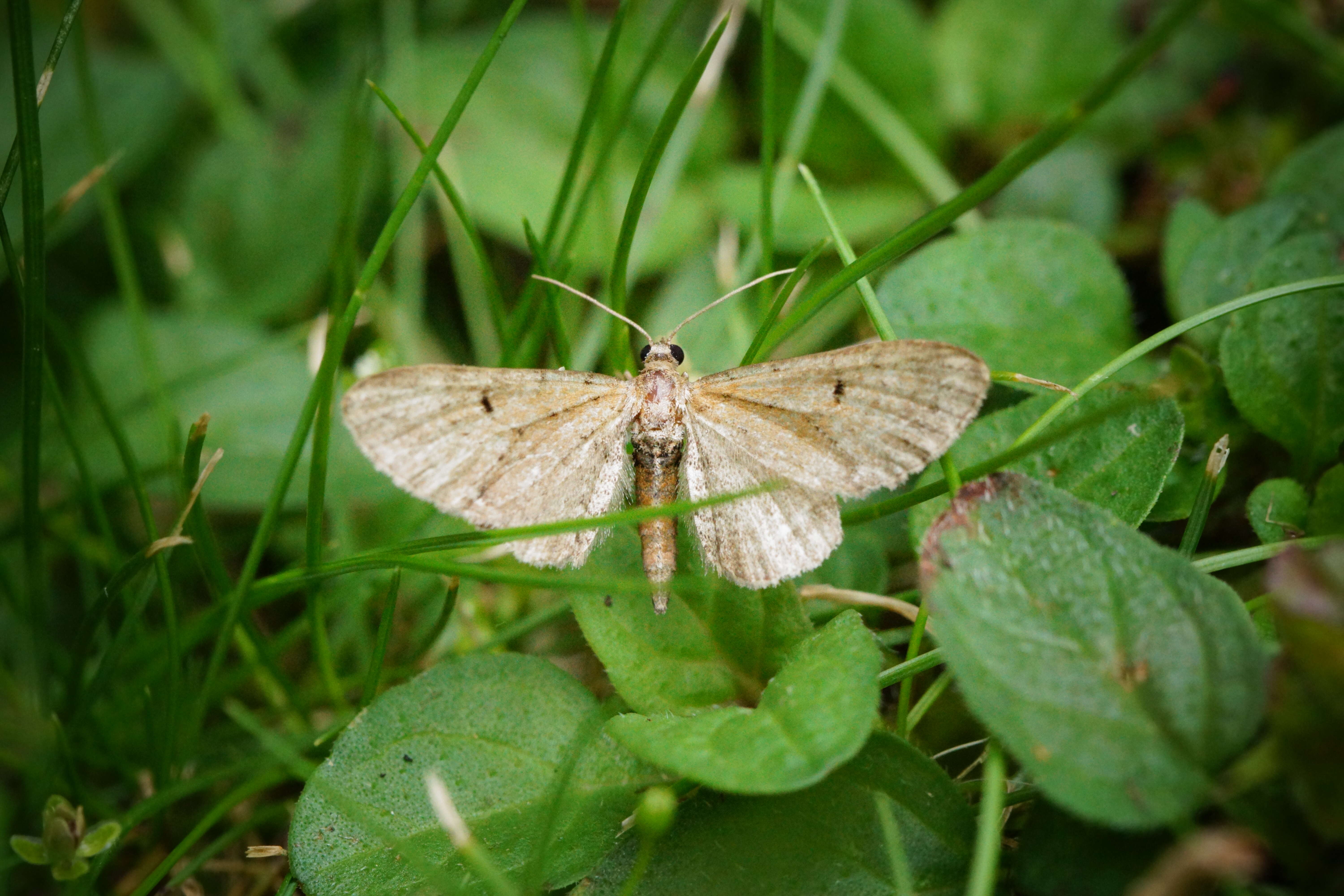 Plancia ëd Eupithecia absinthiata Clerck 1759