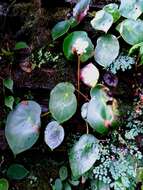 Слика од <i>Begonia ciliatifolia</i> Funez & J. C. Jaramillo