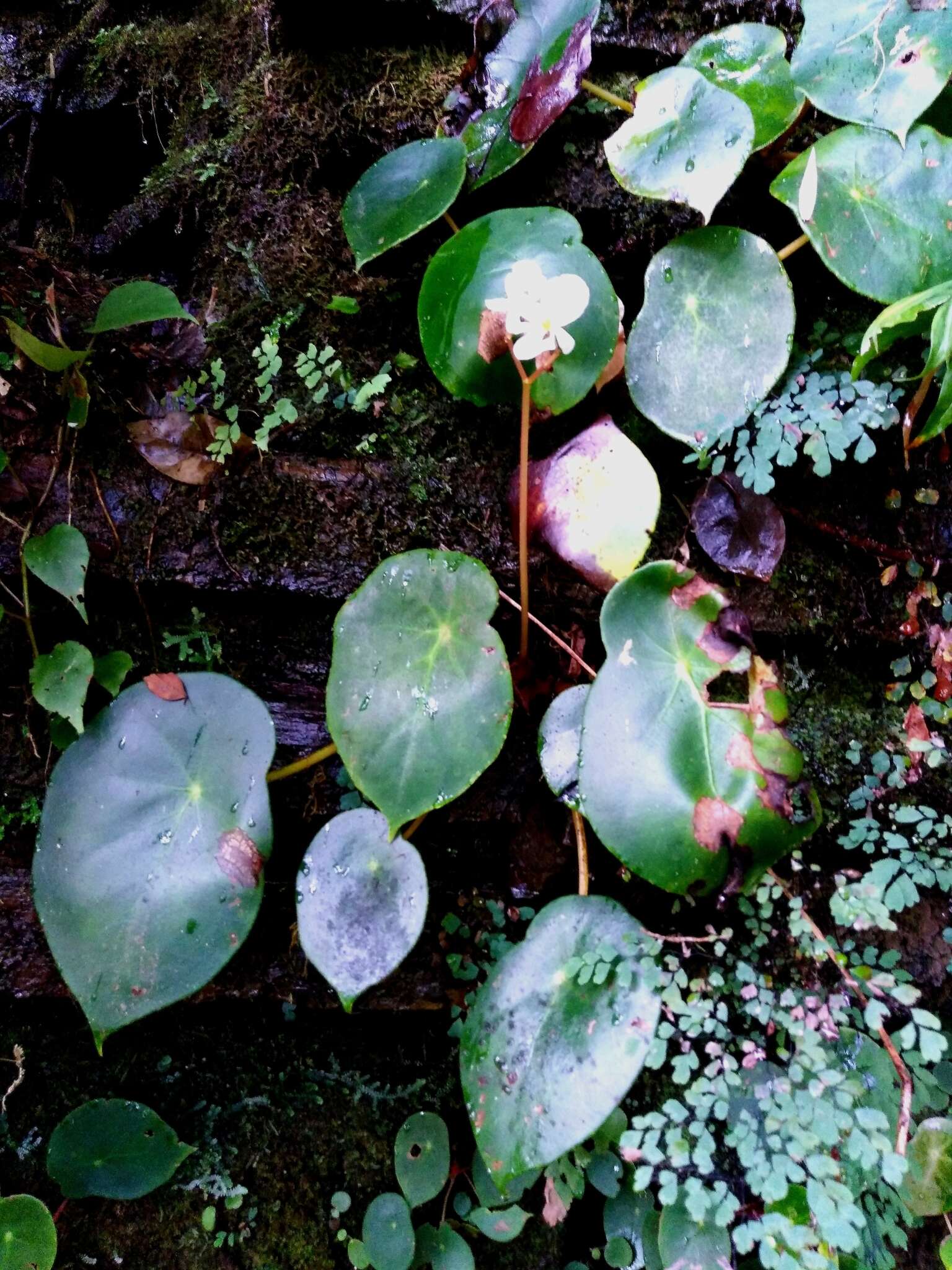 Image of <i>Begonia ciliatifolia</i> Funez & J. C. Jaramillo