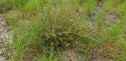 Image of Daviesia genistifolia Benth.