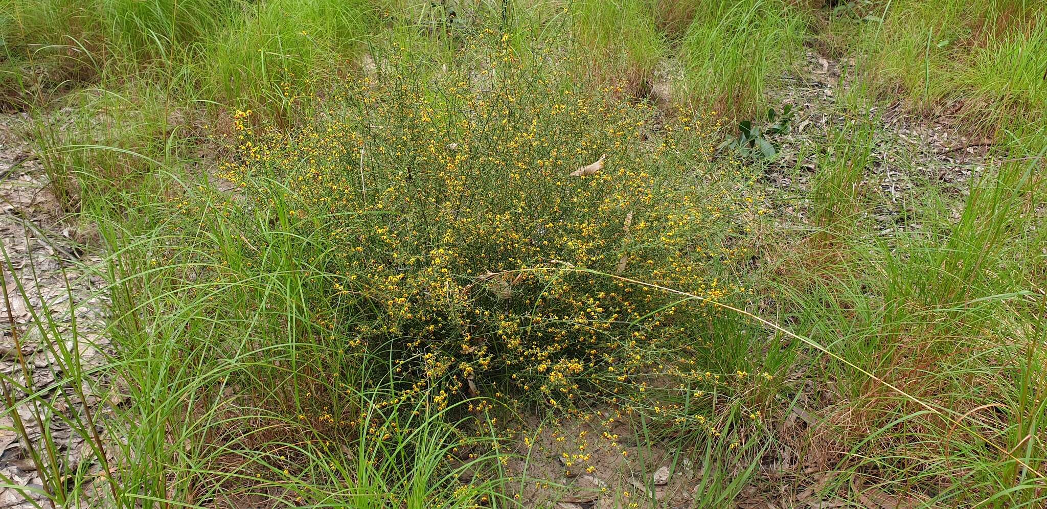 Image of Daviesia genistifolia Benth.
