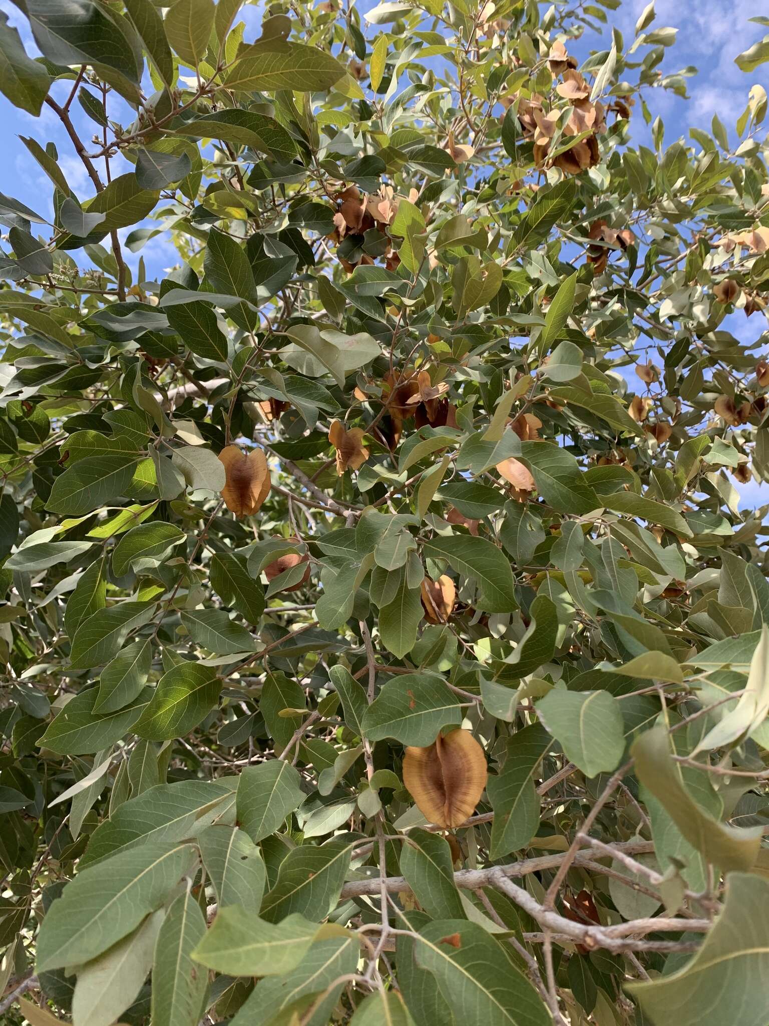 Combretum collinum subsp. taborense (Engl.) Okafor的圖片