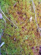 Image of Low sphagnum moss