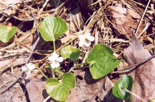 Image of sweet white violet