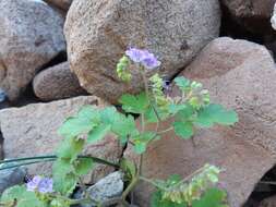 Phacelia scariosa Brandegee的圖片