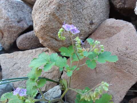 Phacelia scariosa Brandegee的圖片