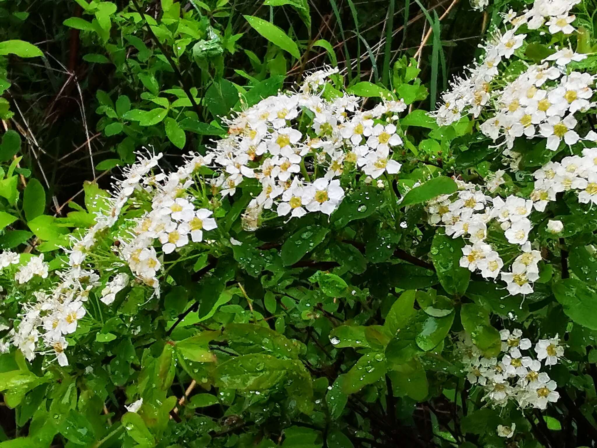 Image of Spiraea media Franz Schmidt