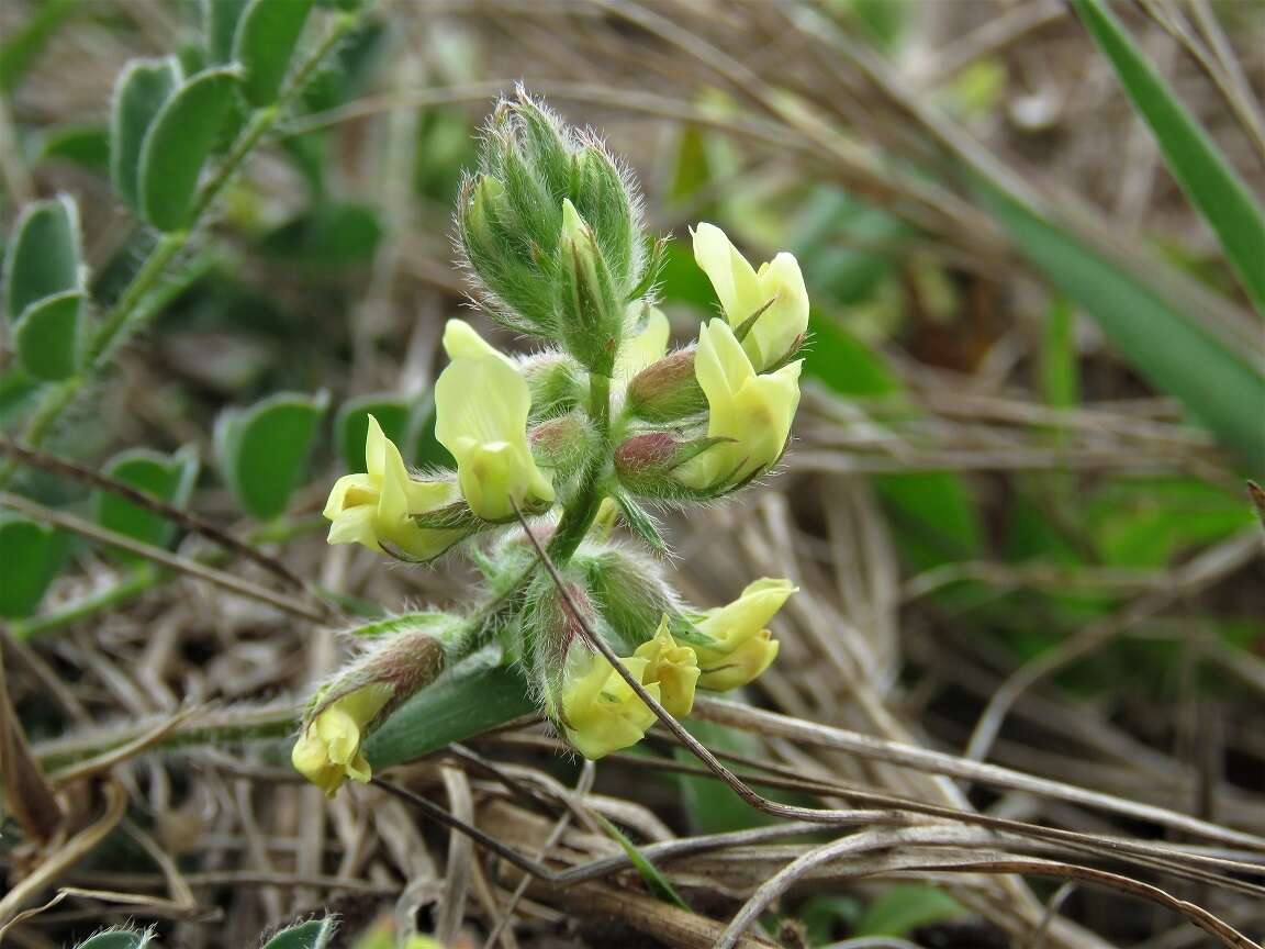 Image of bearded milkvetch