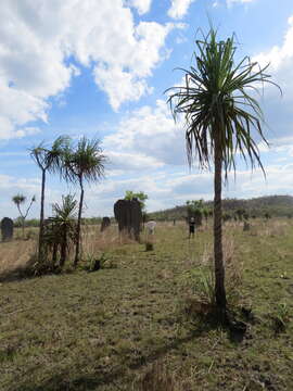 Image of Pandanus spiralis R. Br.