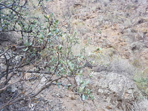 Image of Berberis grevilleana Gill.