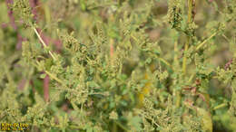 Image of redroot amaranth