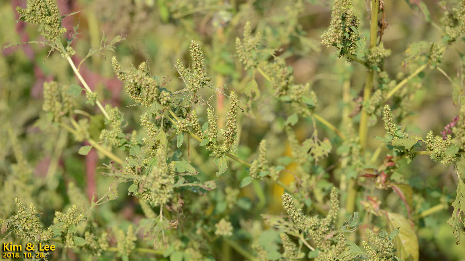 Image of redroot amaranth