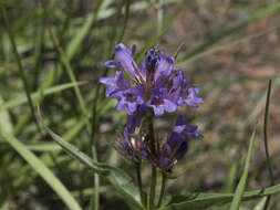 Image of Shasta beardtongue