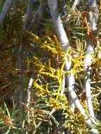 Image of pinyon dwarf mistletoe