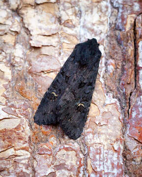 Image of black rustic