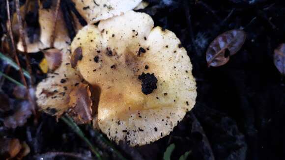 Image of Hygrophoropsis coacta McNabb 1969