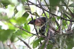 Image of Gabon Coucal