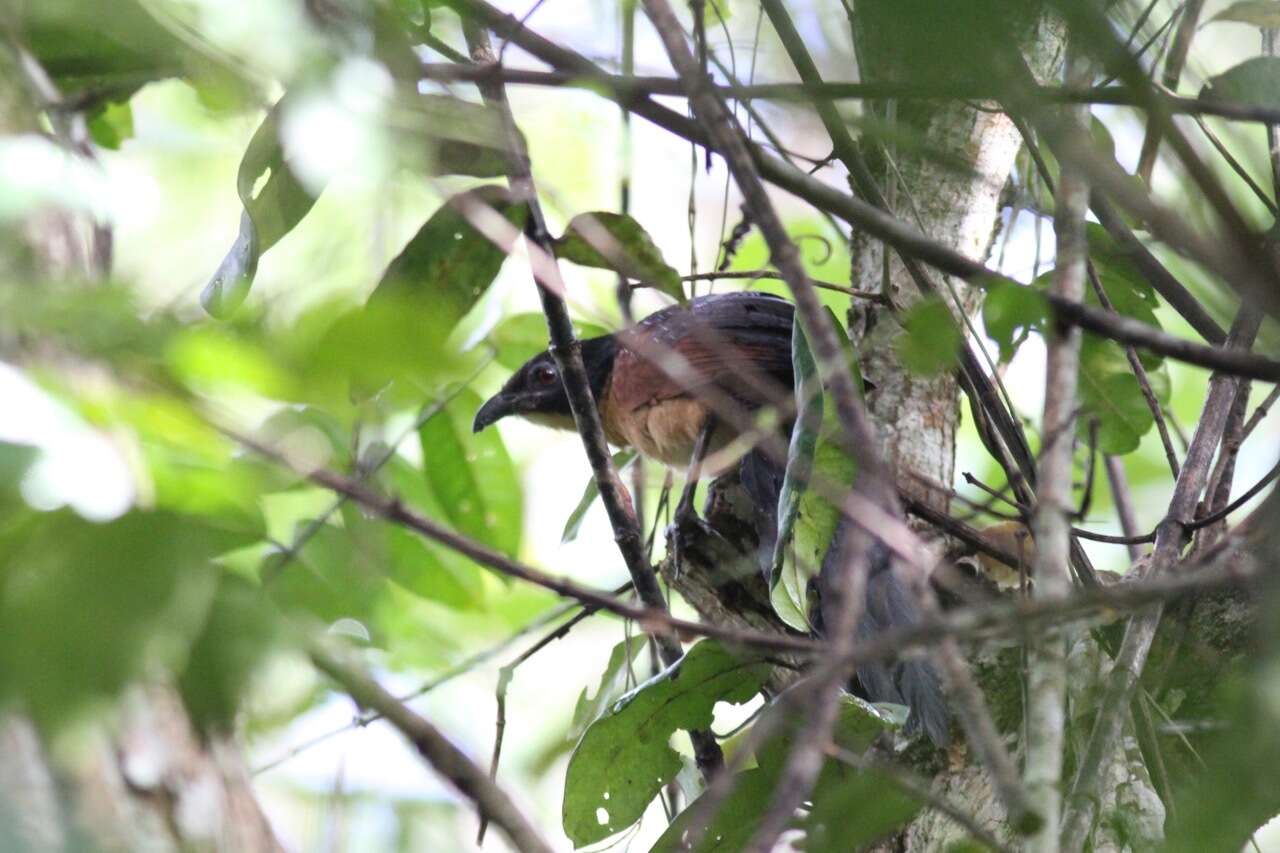 Image of Gabon Coucal