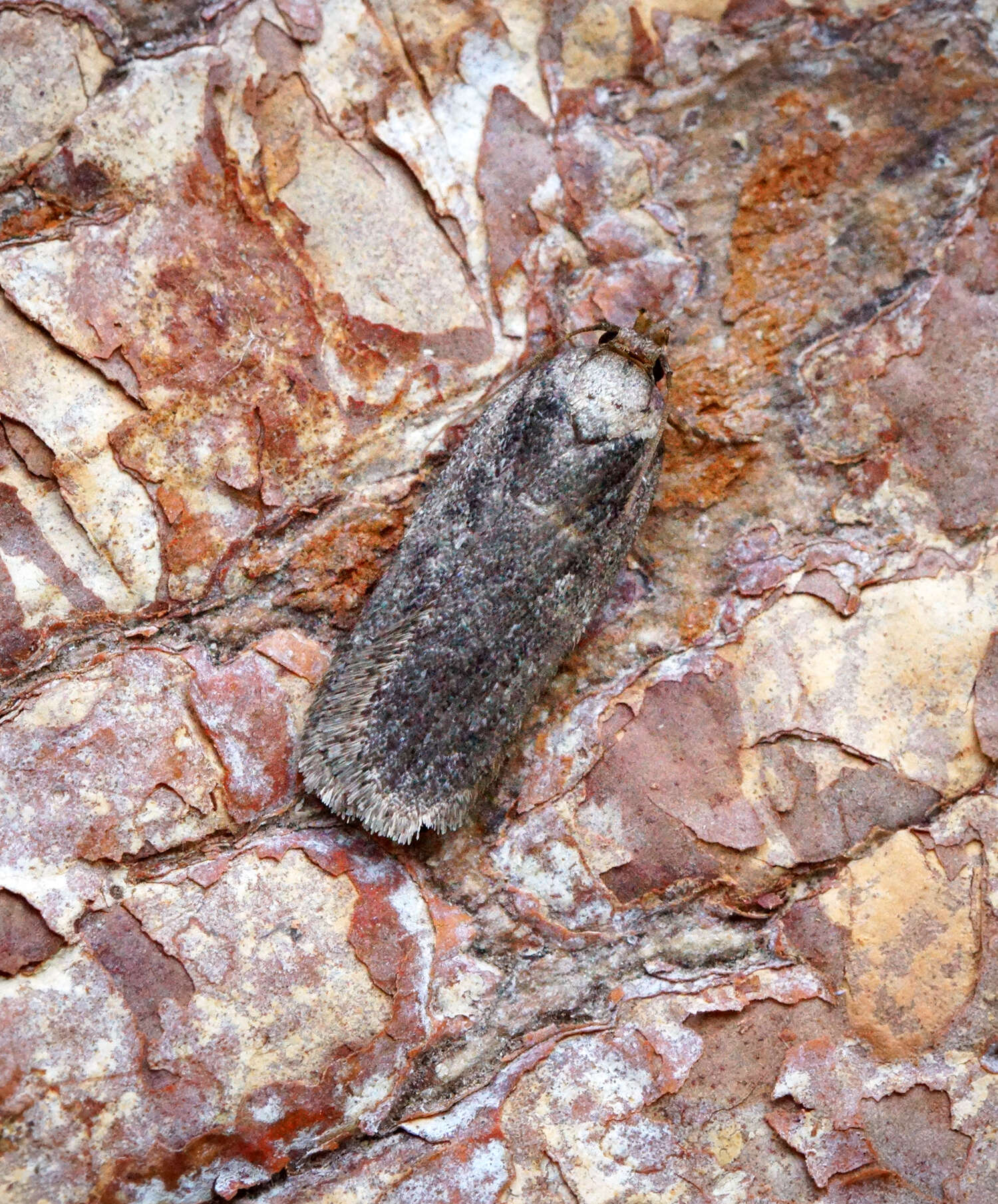 Image of Depressaria