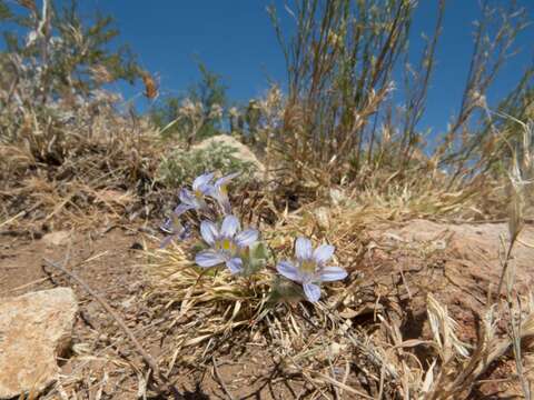 Imagem de Eriastrum eremicum subsp. yageri (M. E. Jones) Mason