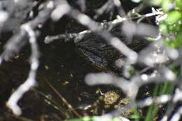 Image of Sierra Nevada Yellow-legged Frog