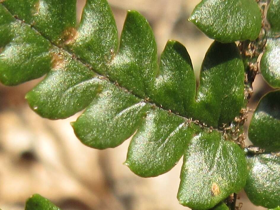 Image de Dryopteris setosa (Thunb. ex Murr.) Akasawa