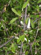 Image of Olearia odorata Petrie