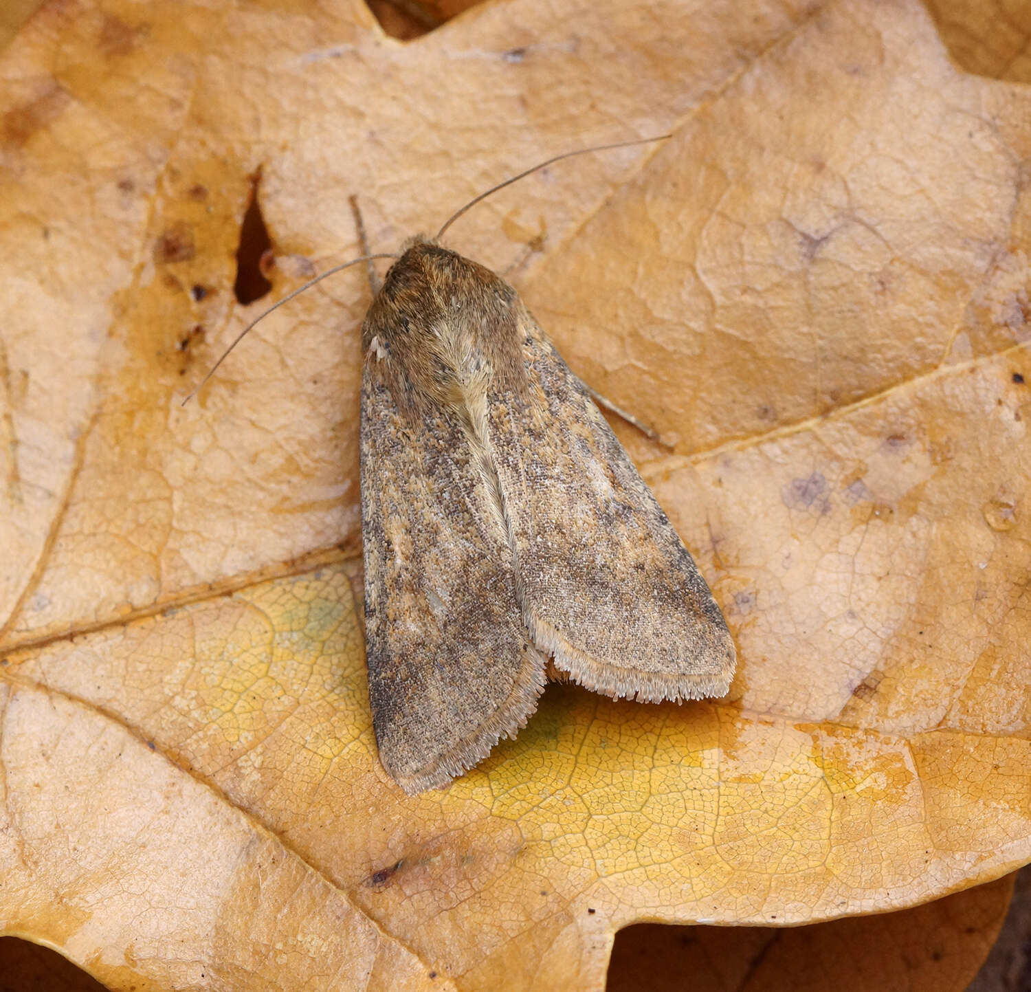 Image of cotton bollworm