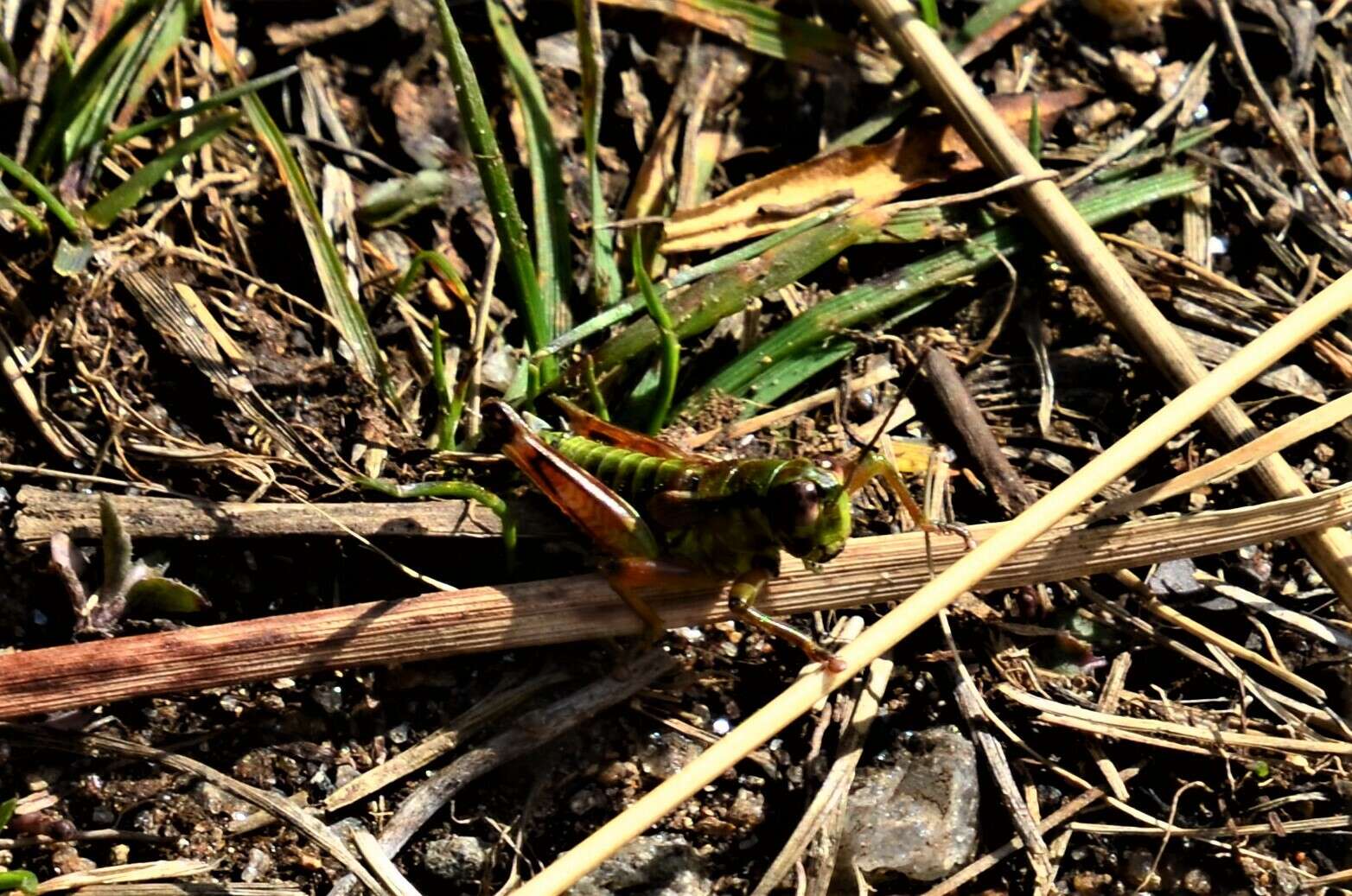 صورة Miramella (Kisella) carinthiaca (Obenberger 1926)