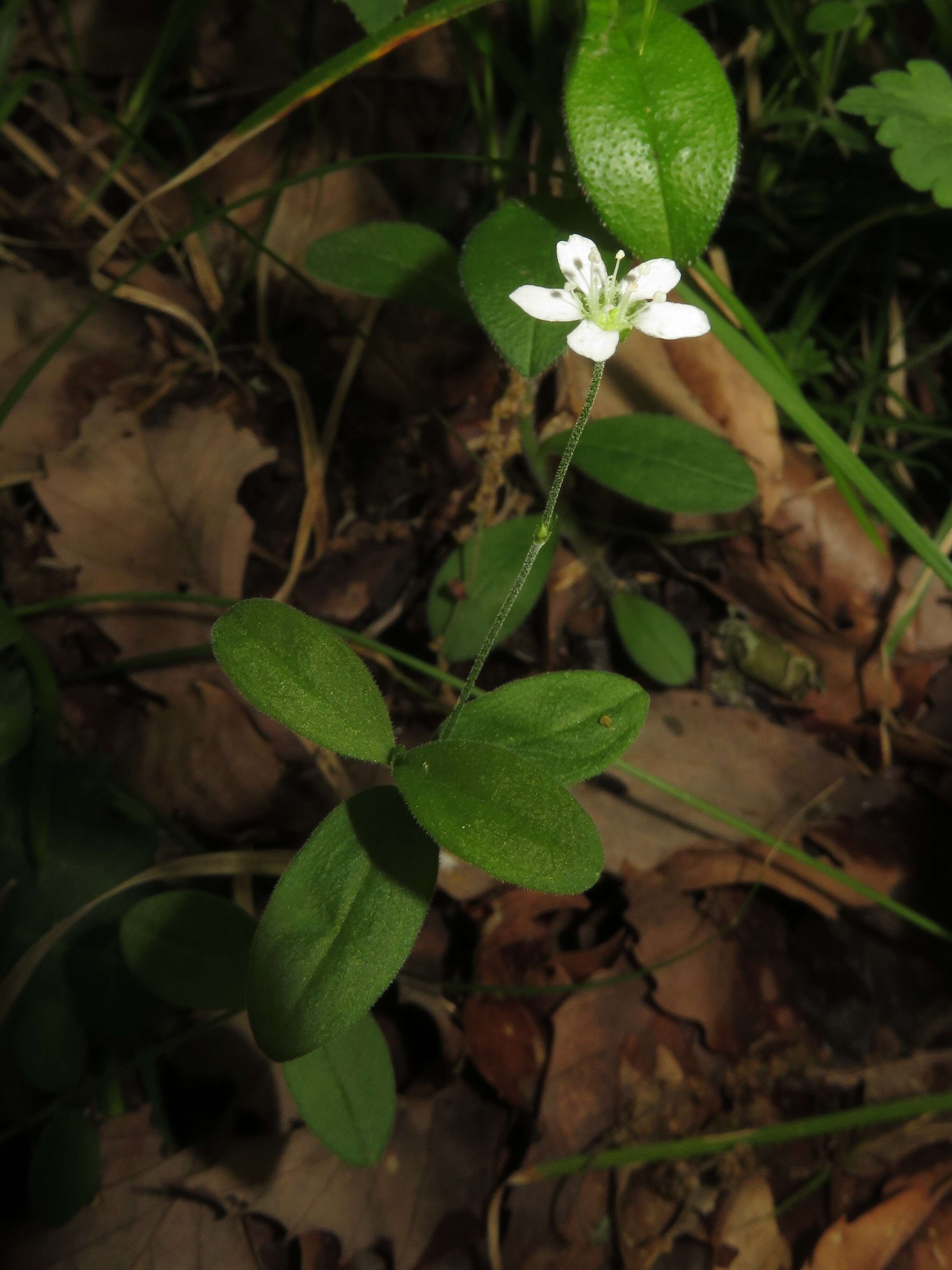 Image of Grove Sandwort