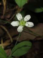 Image of Grove Sandwort