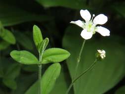 Image of Grove Sandwort