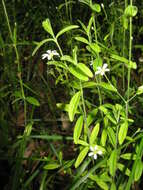 Image of Grove Sandwort