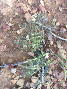 Image of Pelargonium luteolum N. E. Brown