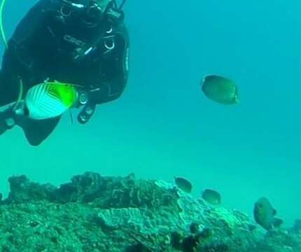 Image of African Butterflyfish