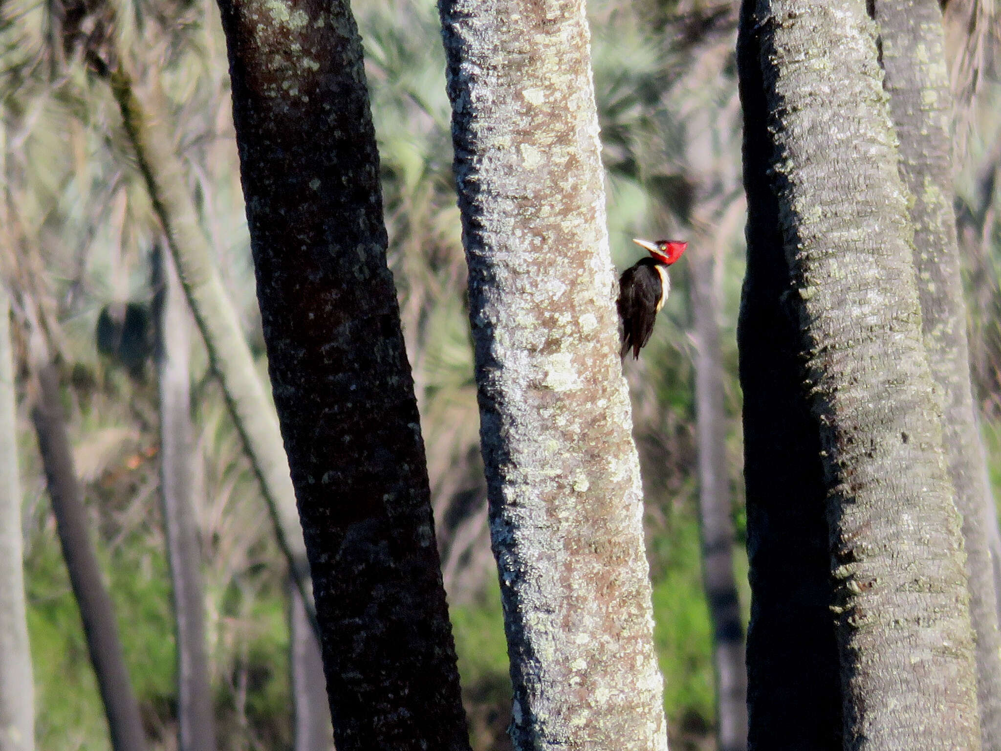 Image of Cream-backed Woodpecker