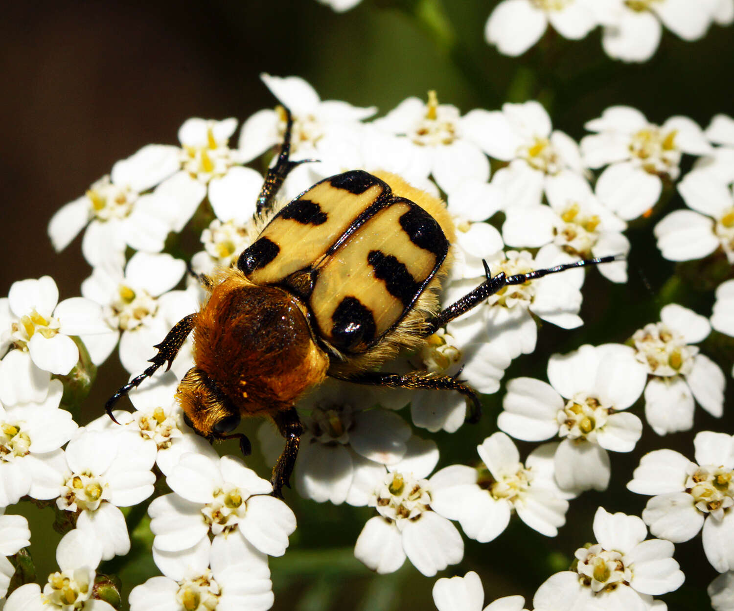Image of Bee beetle
