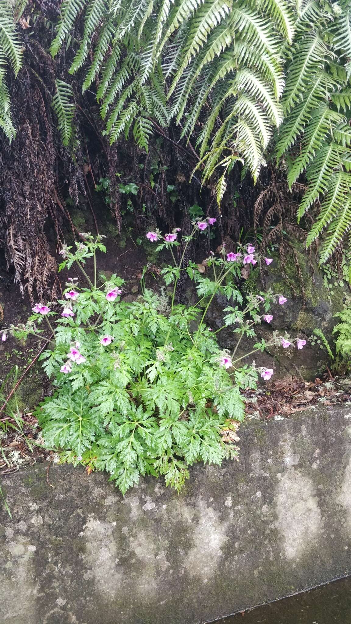 Image of Canary Island geranium