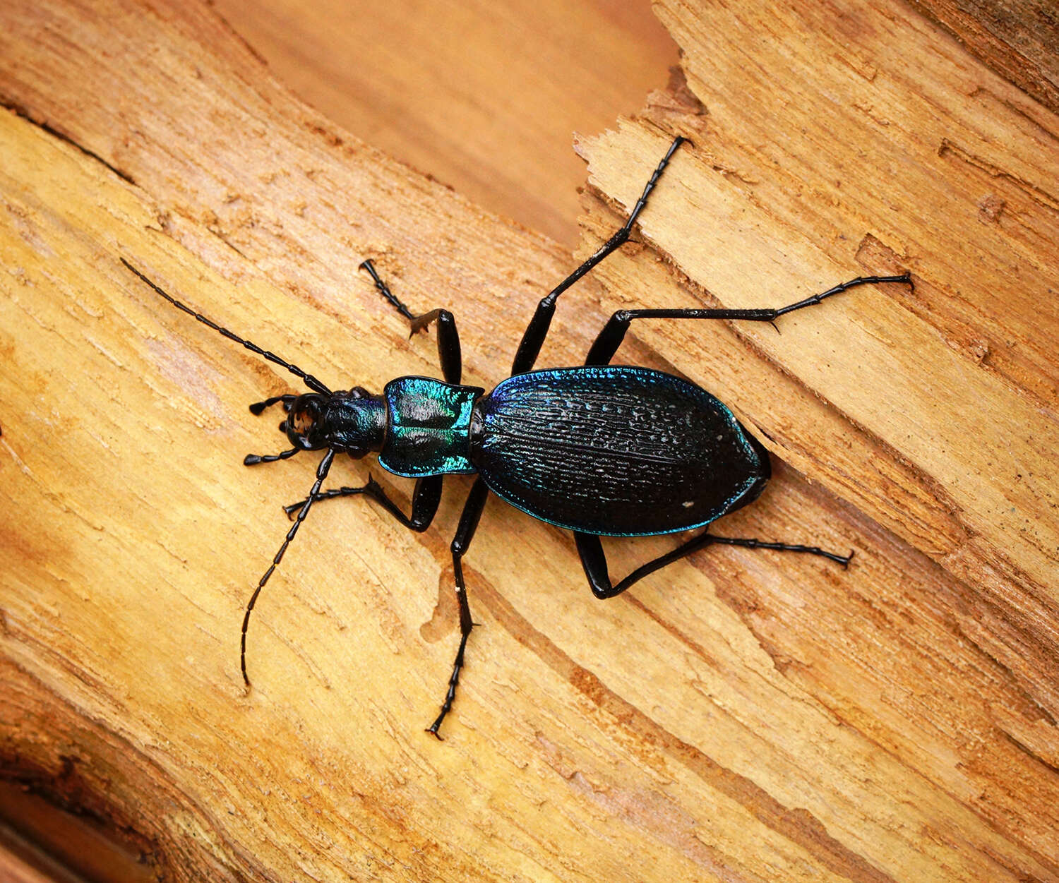 Image of Blue Ground Beetle